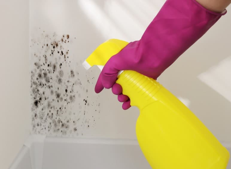 Mold Removal