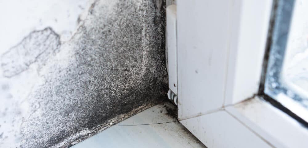 5 Proven Methods to Keep Mold at Bay in Your Home After Water Damage 2