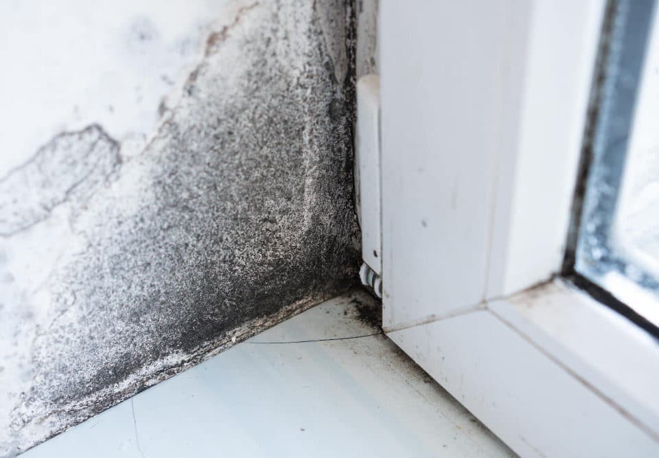 5 Proven Methods to Keep Mold at Bay in Your Home After Water Damage 2