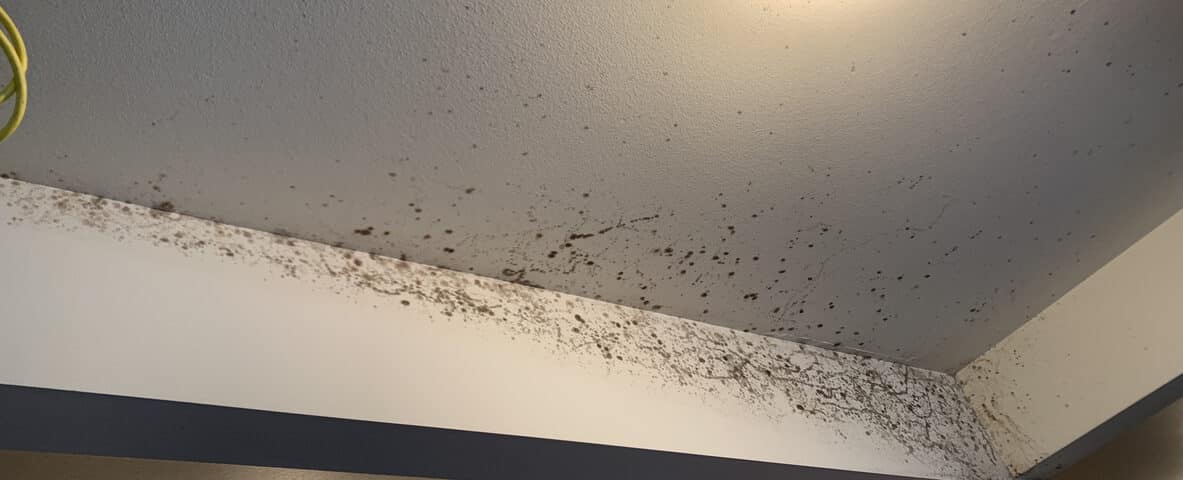 Black Mold