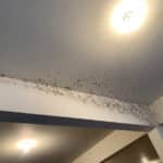 Black Mold