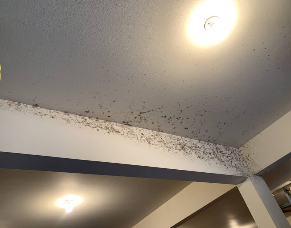 Black Mold